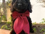 Yakışıklı Poodle Yavrumuz