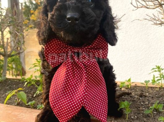Yakışıklı Poodle Yavrumuz görsel