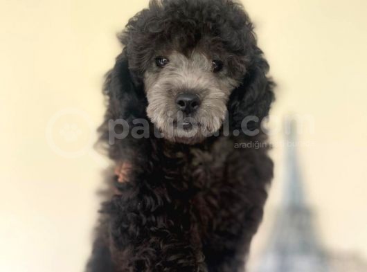 Yakışıklı Silver Poodle Yavrumuz görsel