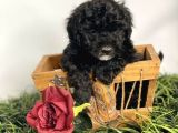 Sevimli Poodle Yavrumuz