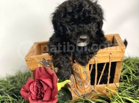 Sevimli Poodle Yavrumuz görsel