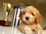 Güzel Maltipoo Kızımız