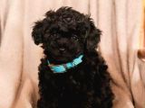 Sevimli Poodle Yavrumuz