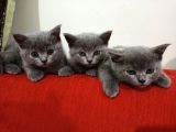 British Shorthair Oyuncu Ve Sağlıklı Yavrularımız