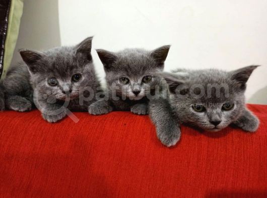 British Shorthair Oyuncu Ve Sağlıklı Yavrularımız