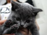 British Shorthair Oyuncu Ve Sağlıklı Yavrularımız