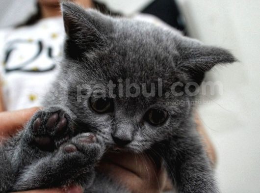 British Shorthair Oyuncu Ve Sağlıklı Yavrularımız görsel