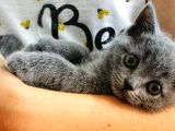 British Shorthair Oyuncu Ve Sağlıklı Yavrularımız