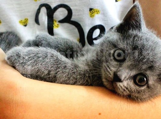 British Shorthair Oyuncu Ve Sağlıklı Yavrularımız görsel