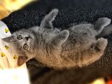 British Shorthair Oyuncu Ve Sağlıklı Yavrularımız