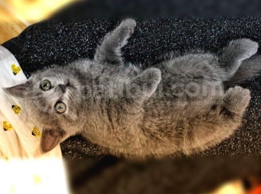 British Shorthair Oyuncu Ve Sağlıklı Yavrularımız görsel