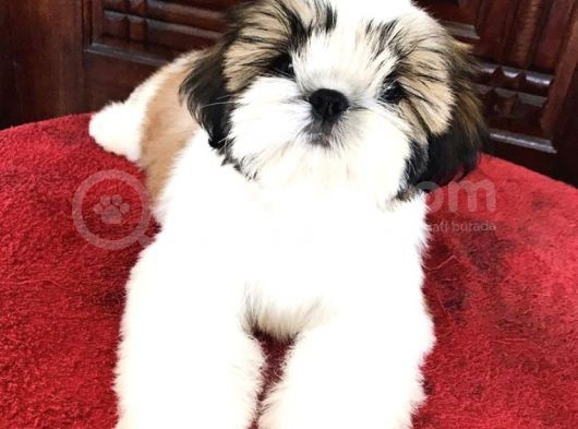 Irk Ve Sağlık Garantili Shih Tzu Yavrularımız