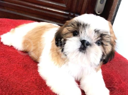 Irk Ve Sağlık Garantili Shih Tzu Yavrularımız görsel