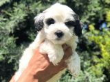 Irk Ve Sağlık Garantili Erkek Maltipoo Yavrumuz