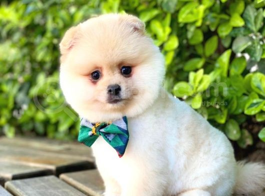 Sevimli Pomeranian