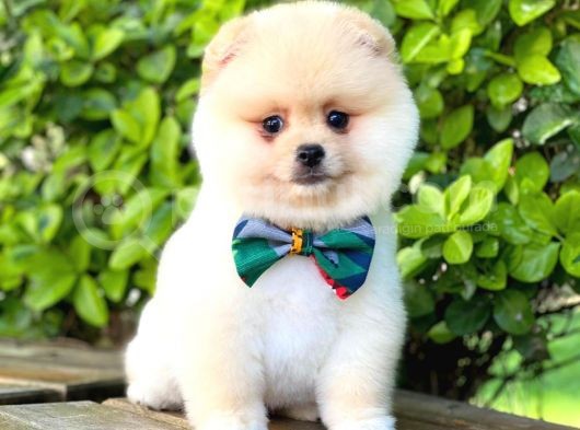 Sevimli Pomeranian görsel