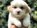Özel Üretim Party Color Maltipoo
