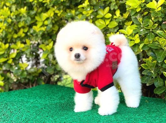 Yakışıklı Pomeranian Boo görsel