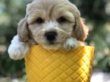 Dizayn Irk Gold Maltipoo Yavrumuz
