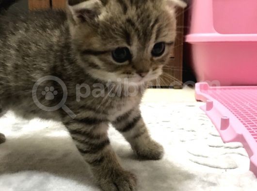 Scottish Fold görsel