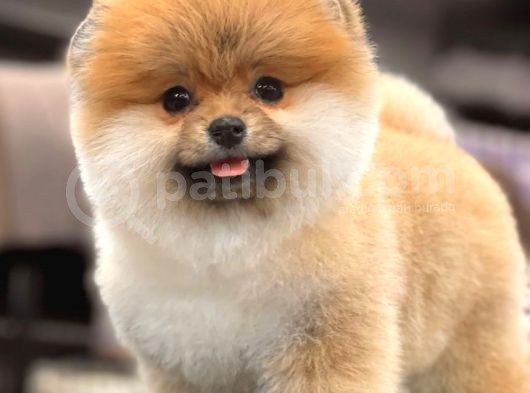 Teddy Bear Pomeranian Boo Yavrular görsel