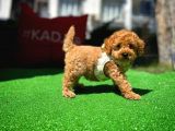Ödül Adayı Safkan Toy Poodle Oğlumuz