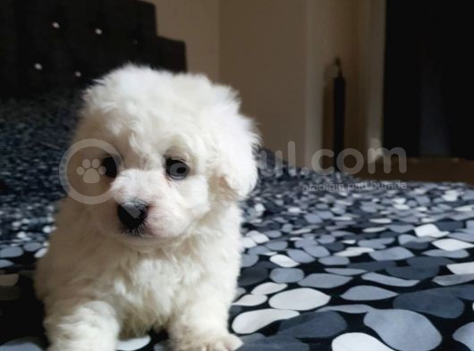 Nadir Bulunan Bichon Yavrularımız İçin İletişim. görsel