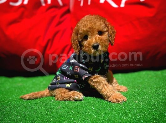 Orjinal Renk Safkan Red Brown Toy Poodle Kızımız görsel