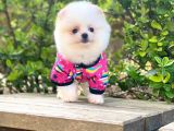 Yavru Pomeranian