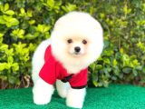 Yakışıklı Pomeranian Boo