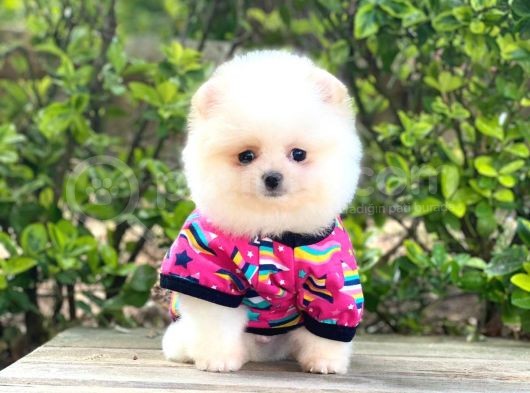 Yavru Pomeranian görsel