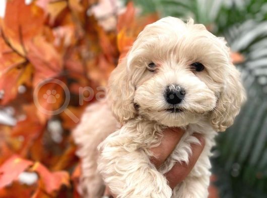 Sevimli Maltipoo Yavrumuz :) görsel