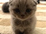 1 Erkek 1 Dişi Scottish Fold Yavrular 1 Aylık