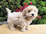 Dizayn Irk Orjinla Maltipoo Bebekler