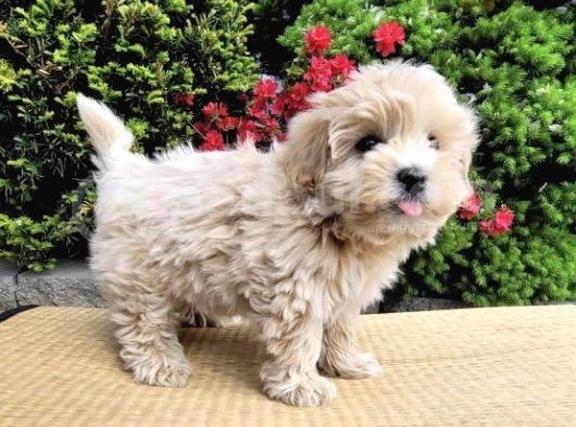 Dizayn Irk Orjinla Maltipoo Bebekler görsel