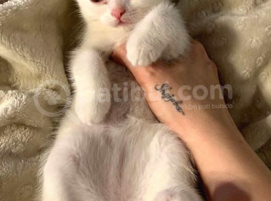 Chinchilla Ve Scotty Karışımı Yavru Kedi görsel