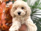 Sevimli Maltipoo Yavrumuz :)