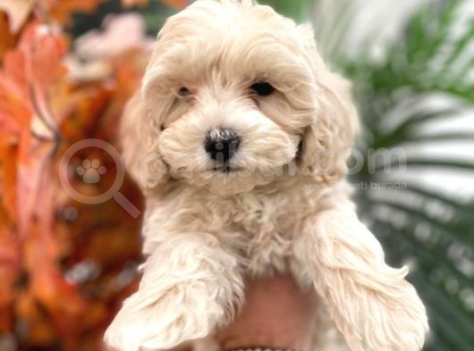 Sevimli Maltipoo Yavrumuz :) görsel