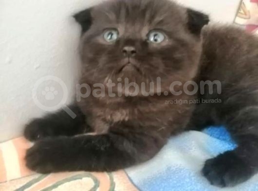 2 Aylık Scottish Fold Ve Scottish Straight Yavrular görsel