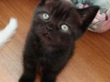 2 Aylık Scottish Fold Ve Scottish Straight Yavrular