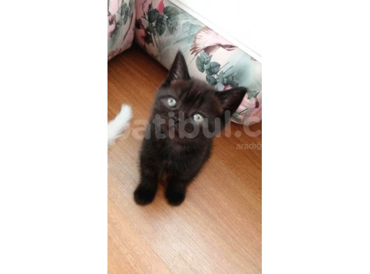2 Aylık Scottish Fold Ve Scottish Straight Yavrular görsel