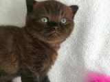 2 Aylık Scottish Fold Ve Scottish Straight Yavrular