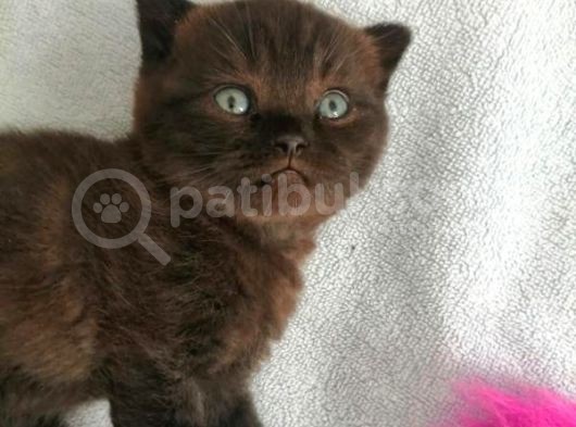 2 Aylık Scottish Fold Ve Scottish Straight Yavrular görsel