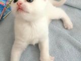 2 Aylık Scottish Fold Ve Scottish Straight Yavrular