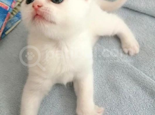 2 Aylık Scottish Fold Ve Scottish Straight Yavrular görsel