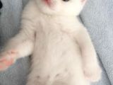 2 Aylık Scottish Fold Ve Scottish Straight Yavrular