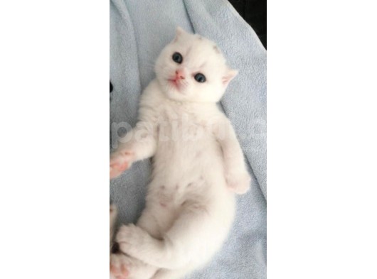 2 Aylık Scottish Fold Ve Scottish Straight Yavrular görsel