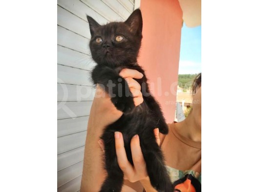 2 Aylık Scottish Fold Ve Scottish Straight Yavrular
