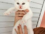 2 Aylık Scottish Fold Ve Scottish Straight Yavrular