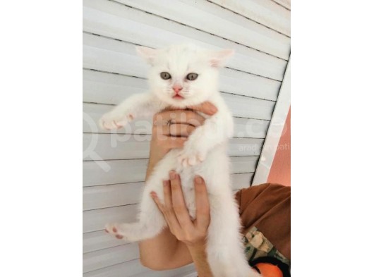 2 Aylık Scottish Fold Ve Scottish Straight Yavrular görsel